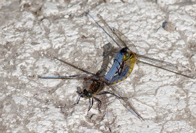 Blu, blu-giallo: Orthetrum cancellatum